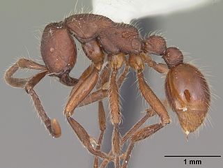 <i>Neivamyrmex texanus</i> Species of ant