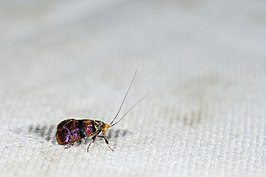 Nemophora ahenea