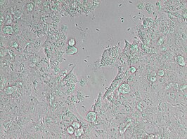 Neospora caninum