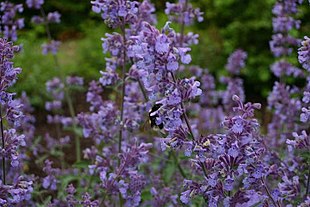 Nepeta-faassenii.JPG