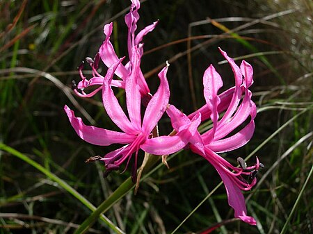 Nerine angustifolia