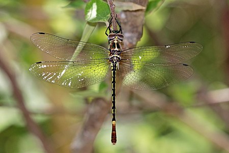 Nesocordulia malgassica