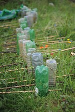 Thumbnail for File:Newt traps - geograph.org.uk - 4939681.jpg