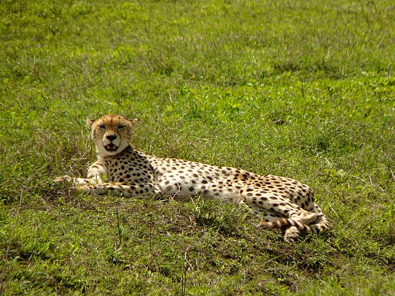 File:Ngorongoro Crater (74) (13962020680).jpg