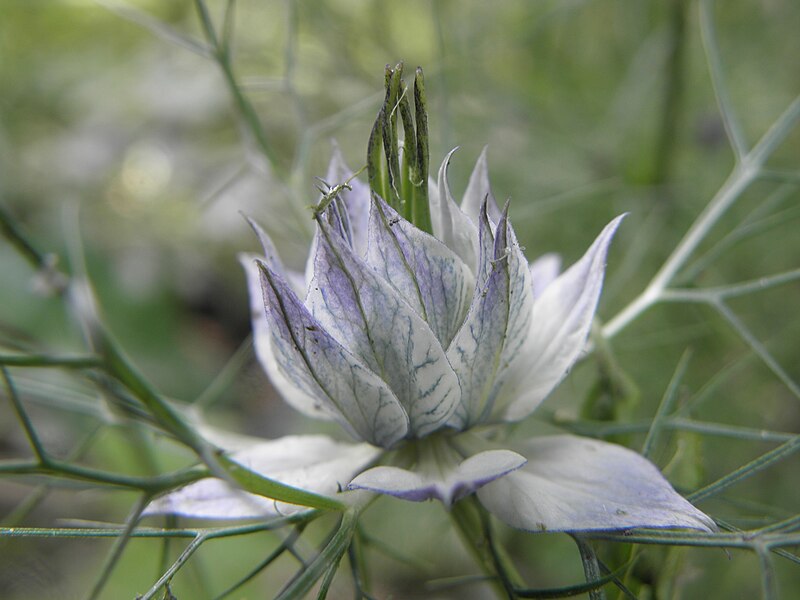 File:Nigella damascena R.H. 10.jpg