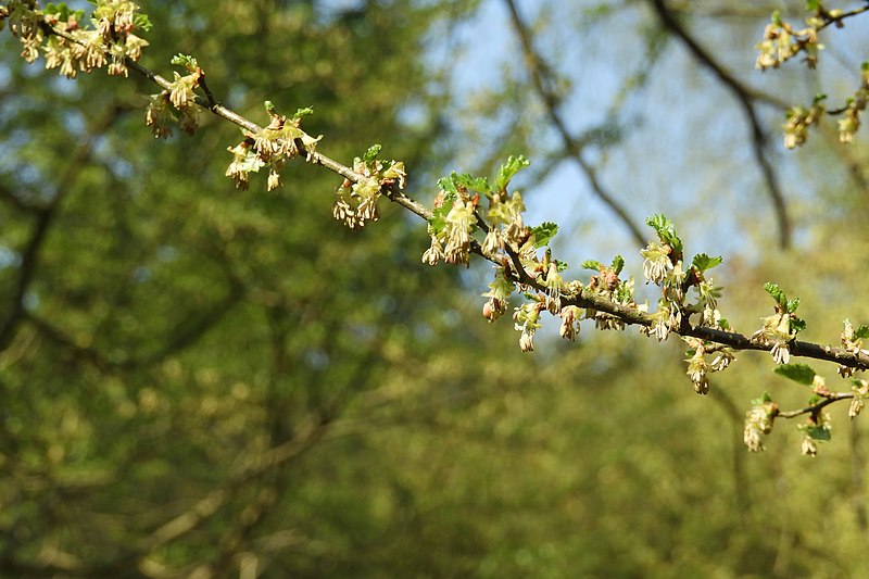 File:Nothofagus antarctica bloeiende twijg.jpg