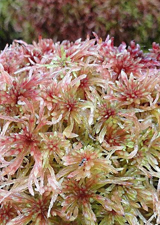 O Musgo (Sphagnum russowii) cobre formação rochosa em rio recorte