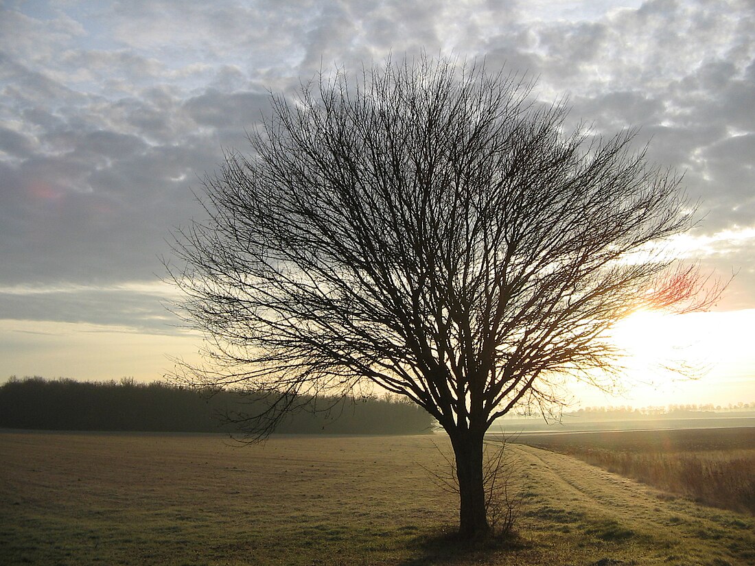 Varennes, Vienne