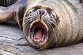 * Nomination A South America sea lion yawns at L'Oceanogràfic of Valencia --Rafesmar 10:54, 13 April 2017 (UTC) * Promotion Good quality. --Martin Falbisoner 14:43, 13 April 2017 (UTC)