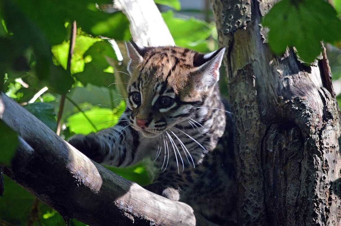 File:Ocelot (Zoo-Amiens)b.JPG