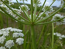 Rays and bracts of a primary umbel Oenanthe crocata rays and bracts.jpg