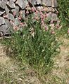 Onobrychis viciifolia, or sainfoin