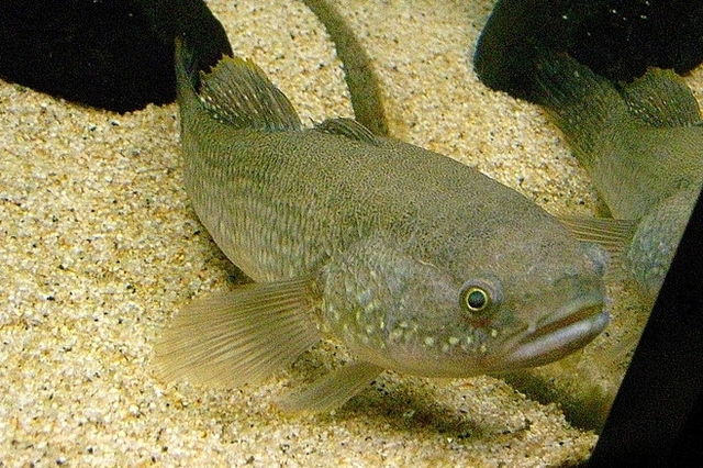 Fish - Wikipedia