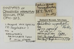 File:Ophiothrix megaloplax - OPH-000203 label.tif (Category:Echinodermata in the Natural History Museum of Denmark)