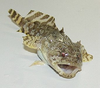 Toadfish often inhabit reefs. Male toadfish "sing" at up to 100 decibels with their swim bladders to attract mates.[11][12][13]