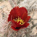 Opuntia acanthocarpa