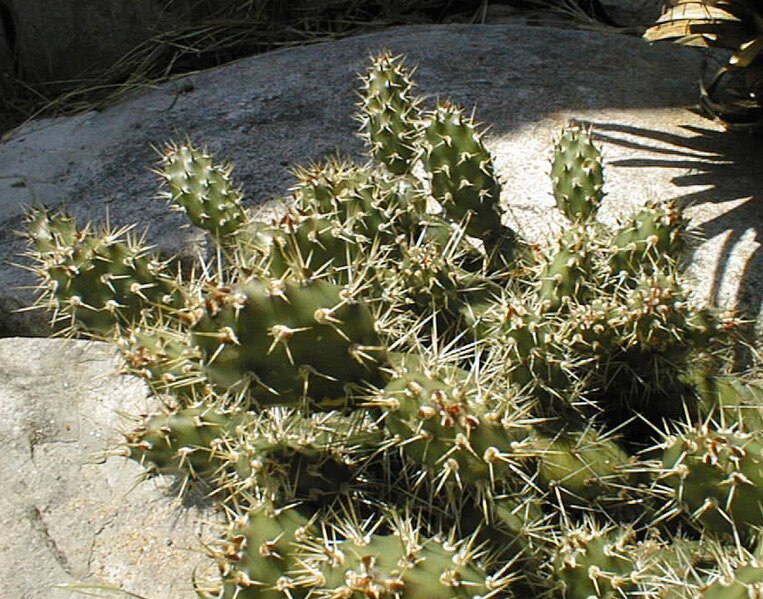 File:Opuntia fragilis 04.jpg