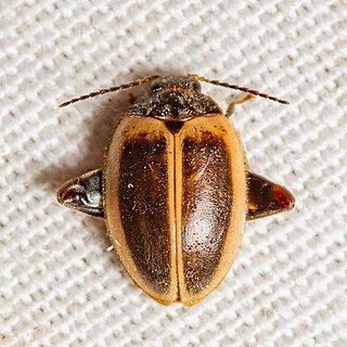 <i>Ora discoidea</i> Species of beetle