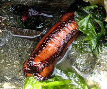 At high tide, Salt Spring Island, British Columbia Orange Sea Cucumber (Cucumaria miniata), SaltSpring.jpg