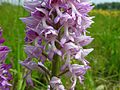 Orchis militaris France - Offendorf