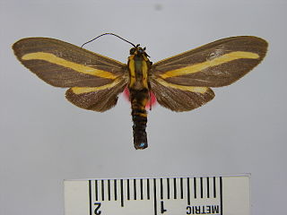 <i>Ormetica rosenbergi</i> Species of moth