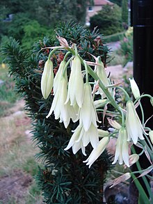 Ornithoglaum viridiflorum1f.UME.JPG