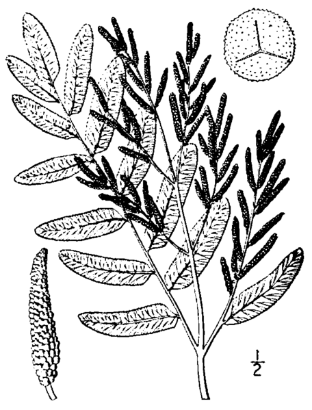 File:Osmunda regalis BB-1913.png