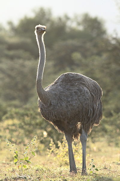 File:Ostrich (Common Ostrich), Struthio camelus at Marakele National Park, South Africa (14158279025).jpg