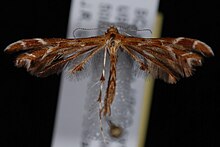 Oxyptilus delawarica1.JPG