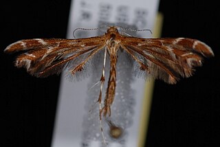 <i>Oxyptilus delawaricus</i> Species of plume moth