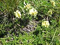 Oxytropis campestris