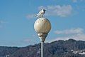 * Nomination Chroicocephalus ridibundus on top of a lantern at the pier on Johannes-Brahms-Promenade, Pörtschach, Carinthia, Austria -- Johann Jaritz 03:57, 23 February 2021 (UTC) * Promotion  Support Good quality. --XRay 04:35, 23 February 2021 (UTC)