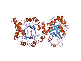 Indole-3-glycerol-phosphate synthase class of enzymes