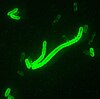 Das Stäbchenbakterium „Yersinia pestis“ im Fluoreszenz-Mikroskop