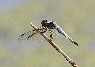 <i>Palpopleura deceptor</i> Species of dragonfly