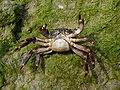 * Nomination Marbled rock crab Pachygrapsus marmoratus, female at spawning time. -- George Chernilevsky 19:36, 13 September 2009 (UTC) * Promotion Flawless image, as far as I can see. --Johannes Robalotoff 19:49, 13 September 2009 (UTC)