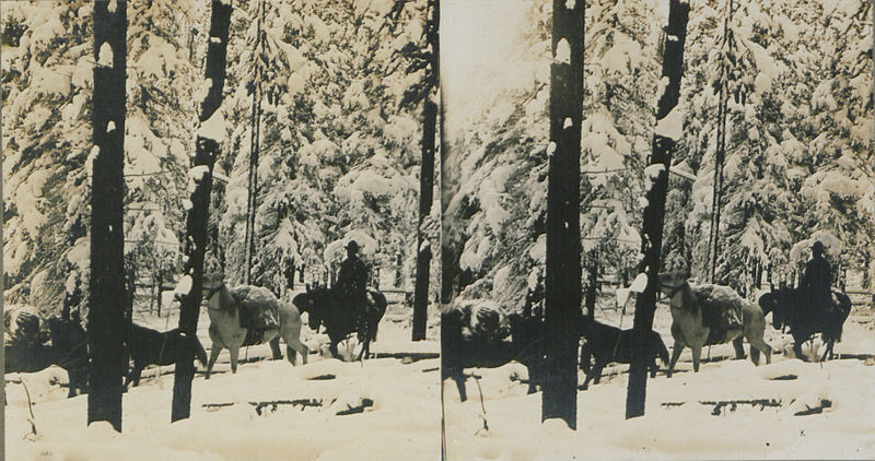 File:Pack train, Canadian Rockies (HS85-10-19053).jpg