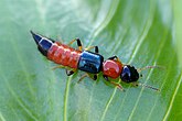 Paederus littoralis (Staphylinidae)