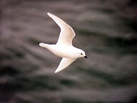 Um petrel voando no Mar de Ross