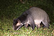 Civetta delle palme mascherata Paguma larvata