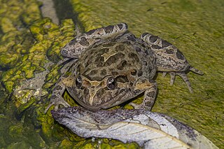 <i>Discoglossus pictus</i> Species of amphibian