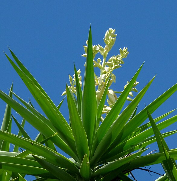 File:Palma yuca - Palmiche (Yucca guatemalensis, antes Y. elephantipes) (14681846341).jpg