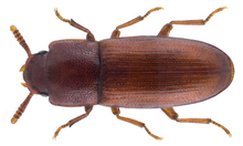 Palorus subdepressus (וולסטון, 1864) .png