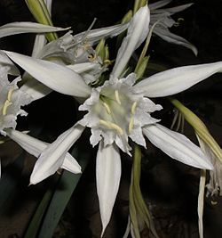 Pancratium maritimum2.jpg