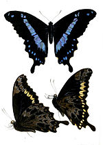 Thumbnail for Papilio hornimani