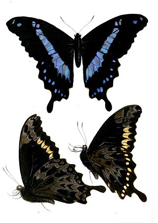 <i>Papilio hornimani</i> Species of butterfly