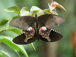 Papilio polytes (Common Mormon), mating