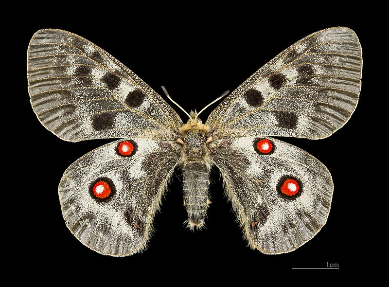 File:Parnassius apollo MHNT CUT 2013 3 3female Aragnouet dos.jpg