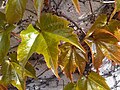 Háromkaréjú vadszőlő (Parthenocissus tricuspidata)