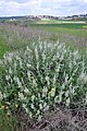 Dominican sage (Salvia dominica) and Neve Michael in background